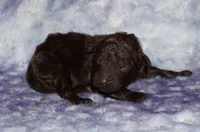 chocolate, a male Labradoodle for sale in La Habra, CA – Photo 1 of 3