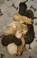 chocolate, a male Labradoodle for sale in La Habra, CA – Photo 3 of 3