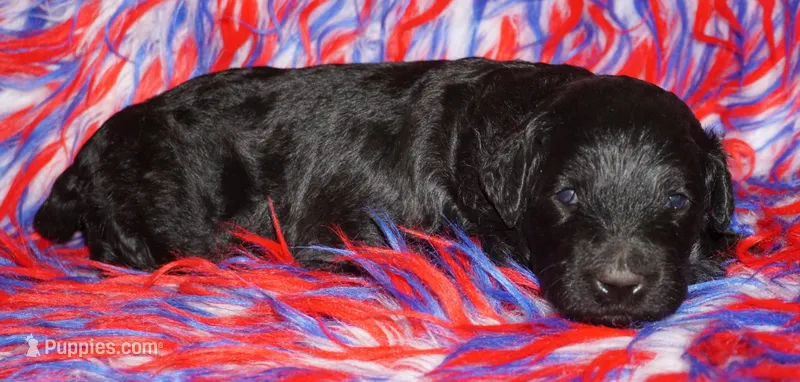 black 3 – Labradoodle puppy for sale in La Habra, CA