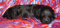 black 3 SALE, a male Labradoodle for sale in La Habra, CA – 2 of 4