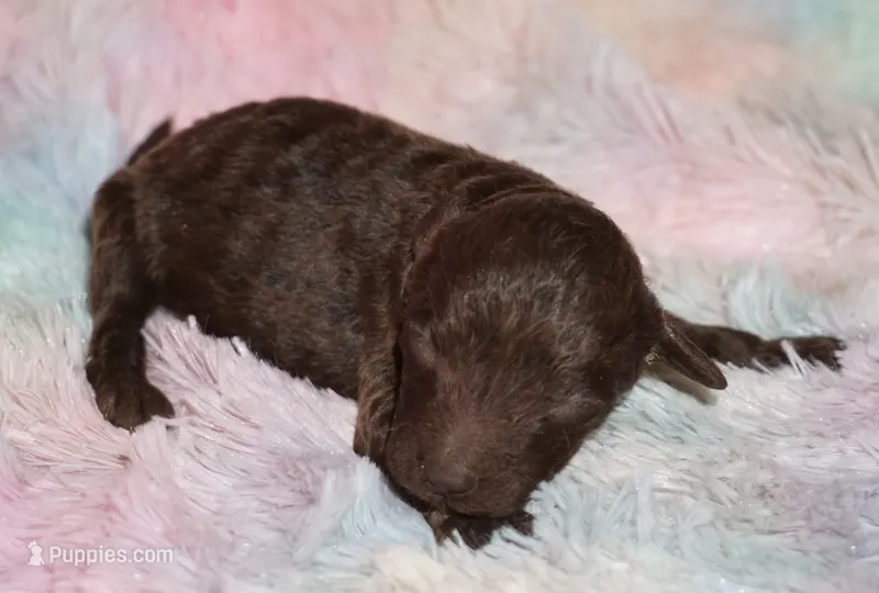 brown – Labradoodle puppy for sale in La Habra, CA