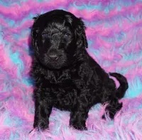 black 1 SALE, a male Labradoodle for sale in La Habra, CA – 3 of 7