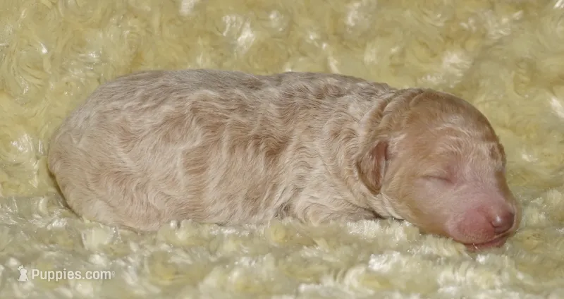 medium multigen apricot – Labradoodle puppy for sale in La Habra, CA