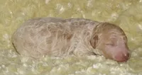 medium multigen apricot, a female Labradoodle for sale in La Habra, CA – 1 of 1