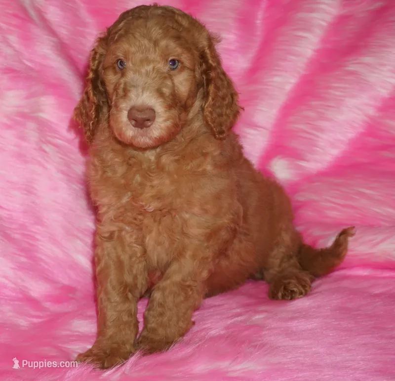 SALE light red – Labradoodle puppy for sale in La Habra, CA