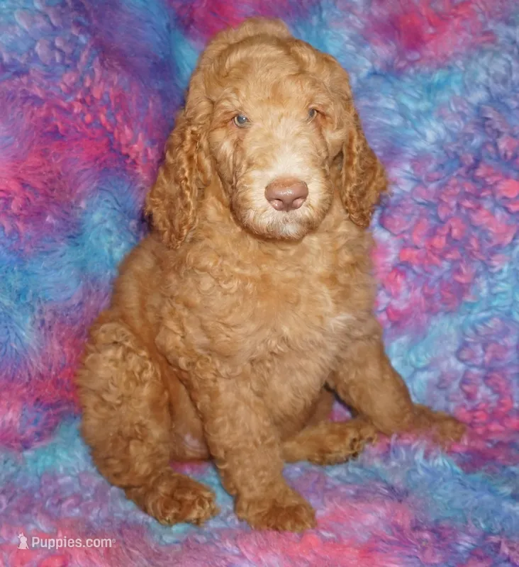 SALE light red – Labradoodle puppy for sale in La Habra, CA