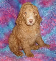 SALE light red, a male Labradoodle for sale in La Habra, CA – Photo 1 of 9