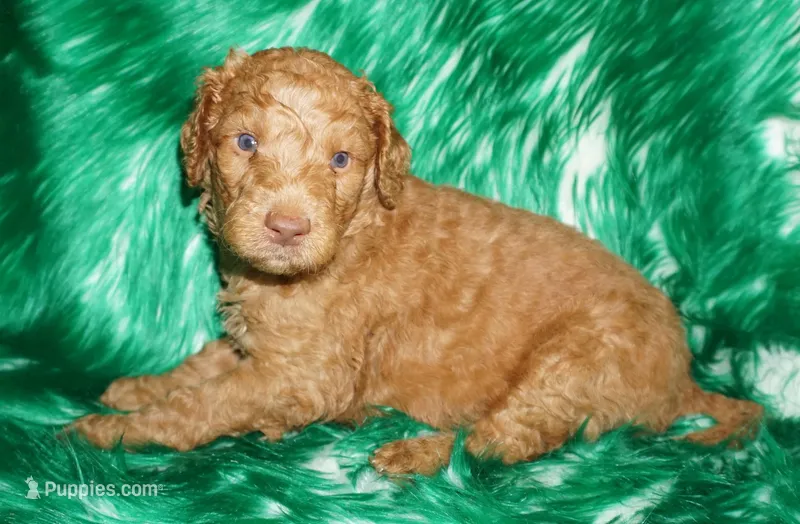 SALE light red – Labradoodle puppy for sale in La Habra, CA