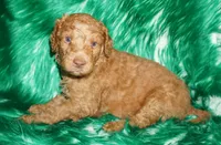 SALE light red, a male Labradoodle for sale in La Habra, CA – Photo 6 of 9