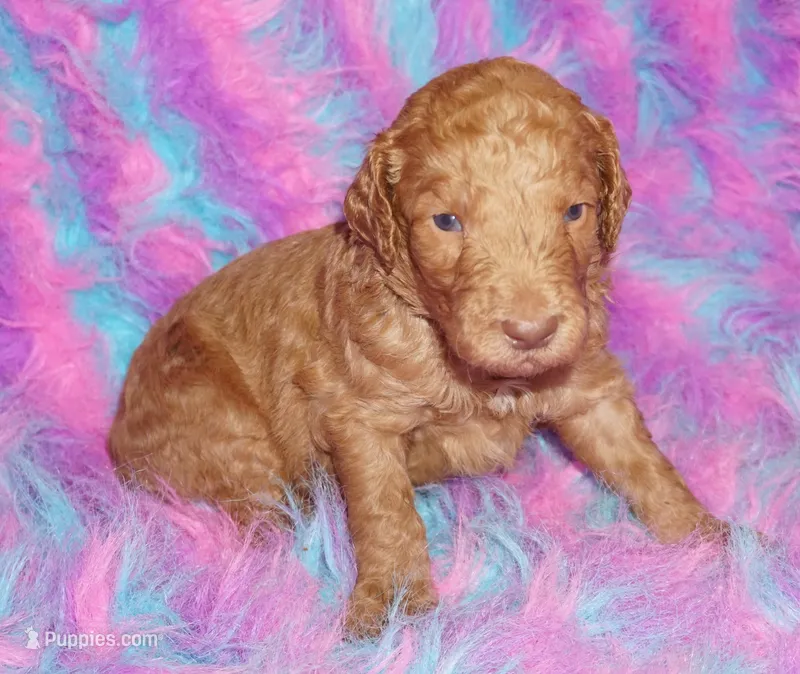 SALE light red – Labradoodle puppy for sale in La Habra, CA