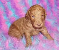 SALE light red, a male Labradoodle for sale in La Habra, CA – Photo 7 of 9