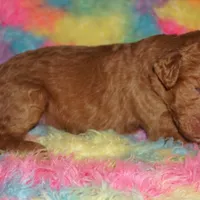 SALE light red, a male Labradoodle for sale in La Habra, CA – Photo 1 of 2