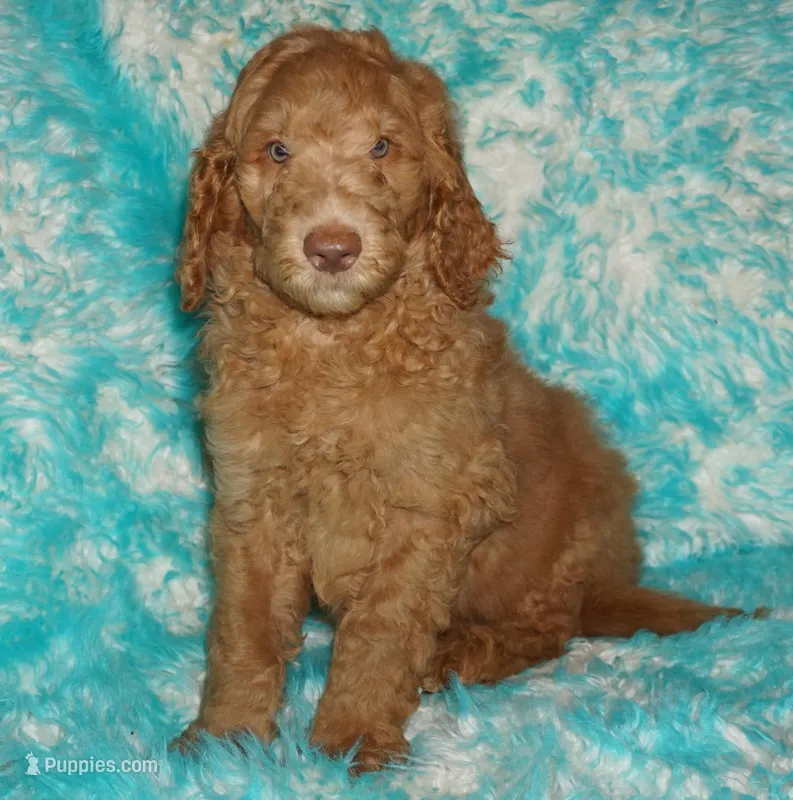 SALE light red – Labradoodle puppy for sale in La Habra, CA