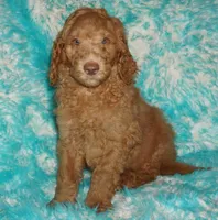 SALE light red, a male Labradoodle for sale in La Habra, CA – Photo 2 of 9
