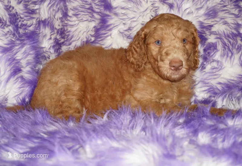 SALE light red – Labradoodle puppy for sale in La Habra, CA
