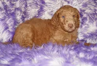 SALE light red, a male Labradoodle for sale in La Habra, CA – Photo 4 of 9