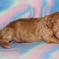 SALE light red, a male Labradoodle for sale in La Habra, CA – Photo 2 of 2