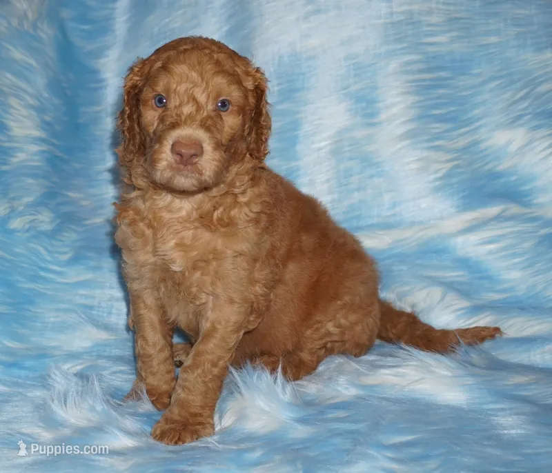 SALE light red – Labradoodle puppy for sale in La Habra, CA
