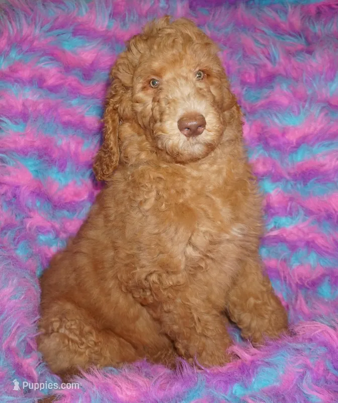 SALE light red – Labradoodle puppy for sale in La Habra, CA