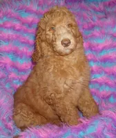 SALE light red, a male Labradoodle for sale in La Habra, CA – 1 of 10
