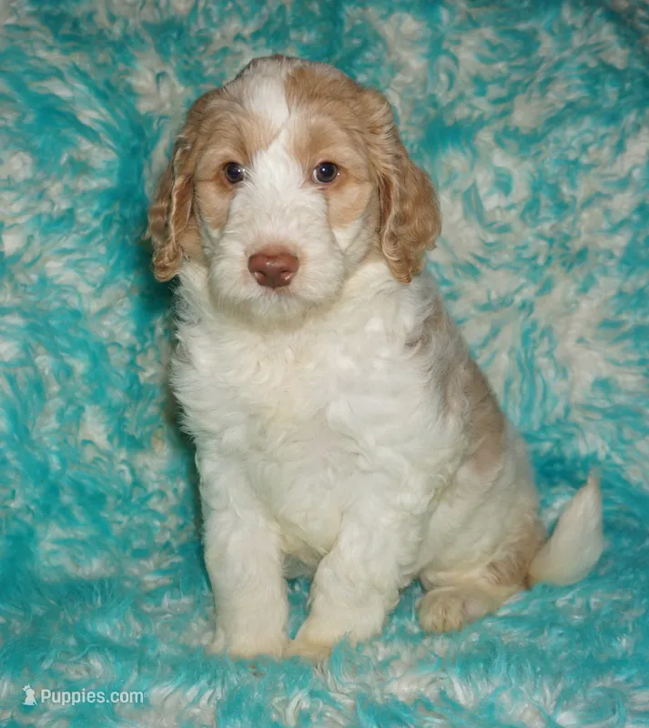 SALE parti girl – Labradoodle puppy for sale in La Habra, CA