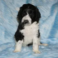 SALE black parti girl, a female Labradoodle for sale in La Habra, CA – 1 of 6