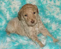 SALE-medium multigen apricot, a female Labradoodle for sale in La Habra, CA – 3 of 7