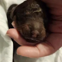 chocolate phantom, a female Labradoodle for sale in La Habra, CA – Photo 2 of 3