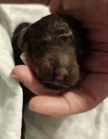 chocolate phantom, a female Labradoodle for sale in La Habra, CA – Photo 2 of 3