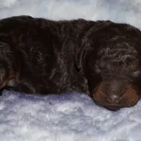 chocolate phantom, a female Labradoodle for sale in La Habra, CA – Photo 1 of 3