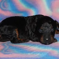 SALE black phantom 2, a female Labradoodle for sale in La Habra, CA – Photo 5 of 8