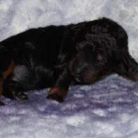 SALE black phantom 2, a female Labradoodle for sale in La Habra, CA – Photo 6 of 8