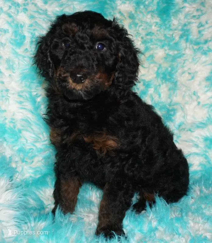 SALE black phantom 2 – Labradoodle puppy for sale in La Habra, CA