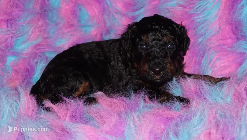 black phantom 2 – Labradoodle puppy for sale in La Habra, CA