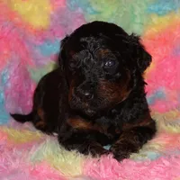 SALE black phantom 2, a female Labradoodle for sale in La Habra, CA – Photo 4 of 8