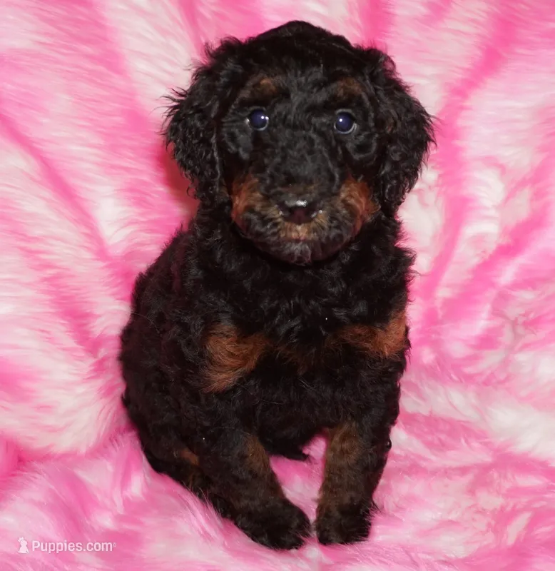 SALE black phantom 2 – Labradoodle puppy for sale in La Habra, CA