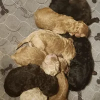 SALE black phantom 2, a female Labradoodle for sale in La Habra, CA – Photo 8 of 8