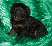 SALE black phantom 2, a female Labradoodle for sale in La Habra, CA – Photo 2 of 8