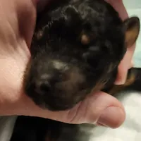 SALE black phantom 2, a female Labradoodle for sale in La Habra, CA – Photo 7 of 8