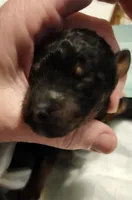 black phantom 2, a female Labradoodle for sale in La Habra, CA – Photo 2 of 3