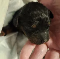 black phantom 1, a female Labradoodle for sale in La Habra, CA – Photo 2 of 3