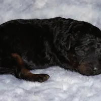 black phantom 1, a female Labradoodle for sale in La Habra, CA – Photo 1 of 3