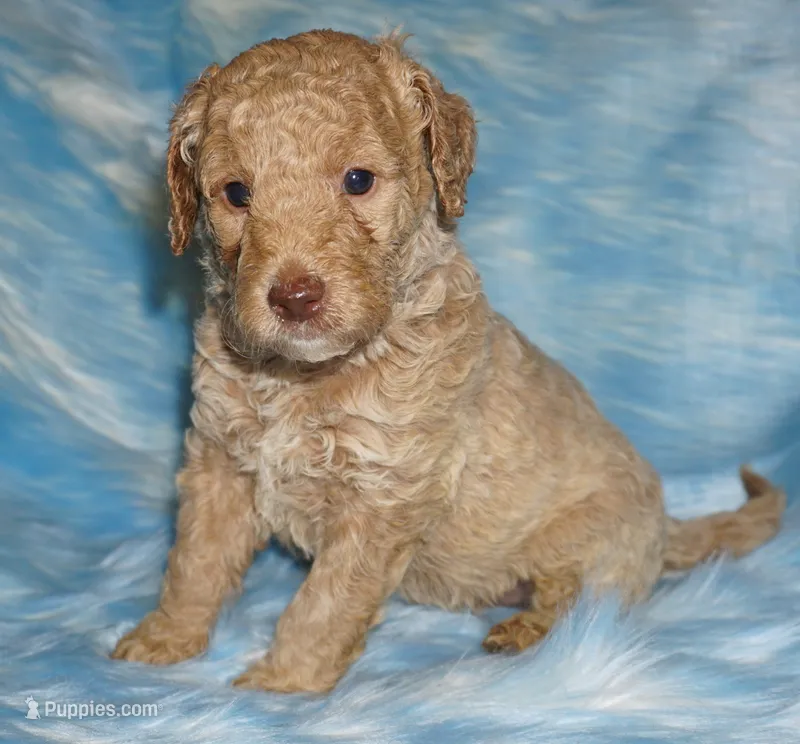 medium multigen apricot – Labradoodle puppy for sale in La Habra, CA