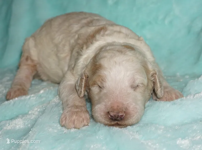 parti boy – Labradoodle puppy for sale in La Habra, CA