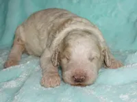 SALE parti boy, a male Labradoodle for sale in La Habra, CA – 4 of 5