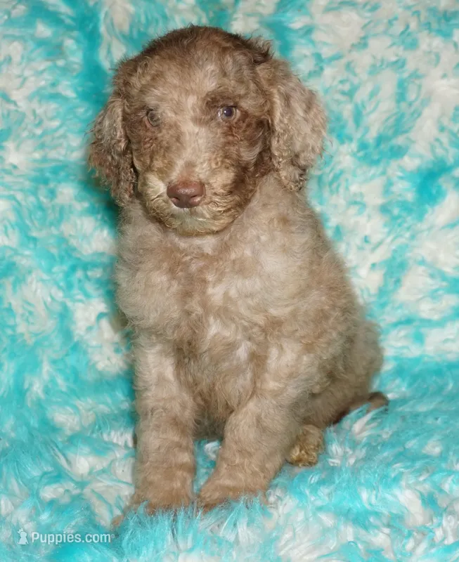 SALE chocolate merle – Labradoodle puppy for sale in La Habra, CA
