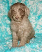 SALE chocolate merle, a male Labradoodle for sale in La Habra, CA – 2 of 4
