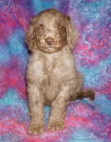 SALE chocolate merle, a male Labradoodle for sale in La Habra, CA – 1 of 4