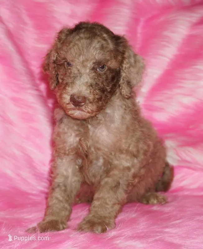 SALE chocolate merle – Labradoodle puppy for sale in La Habra, CA