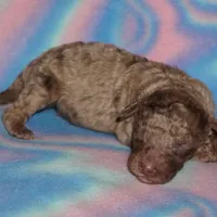 SALE chocolate merle, a male Labradoodle for sale in La Habra, CA – Photo 2 of 2